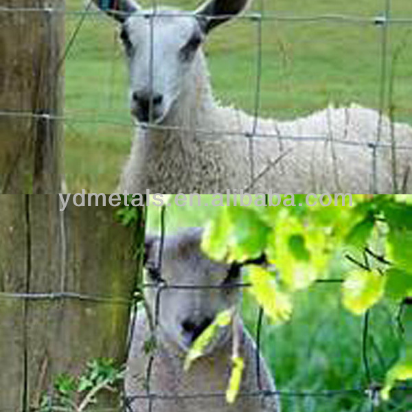 sheep fence,goat fence,lamb fence