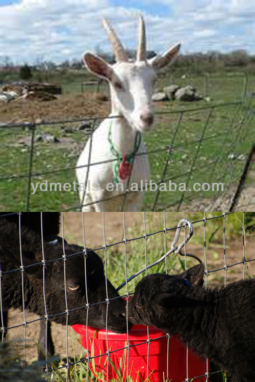 sheep fence,goat fence,lamb fence